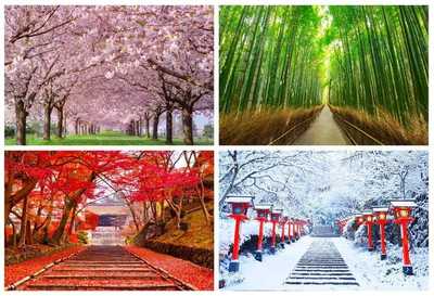 Mengenal Empat Musim di Jepang: Keindahan yang Selalu Berubah